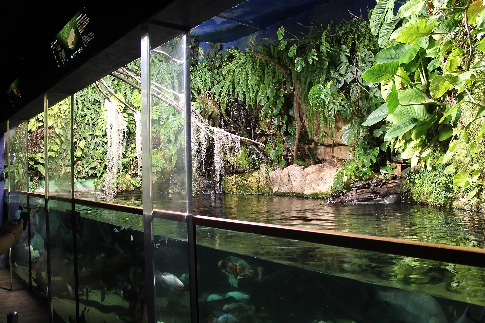 Paludarium luxuriant : plantes et point d'eau