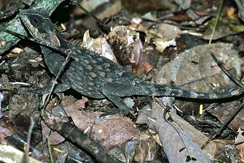 Acanthosaure à croix (Dragon à cornes des montagnes masqué) (Acanthosaura crucigera)