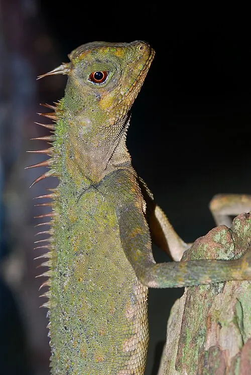 Acanthosaure armé (Acanthosaura armata)