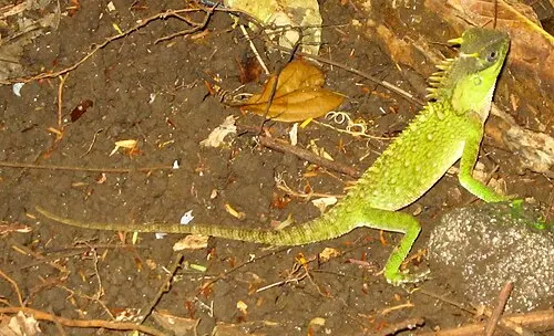 Acanthosaure de montagne (Acanthosaura capra)