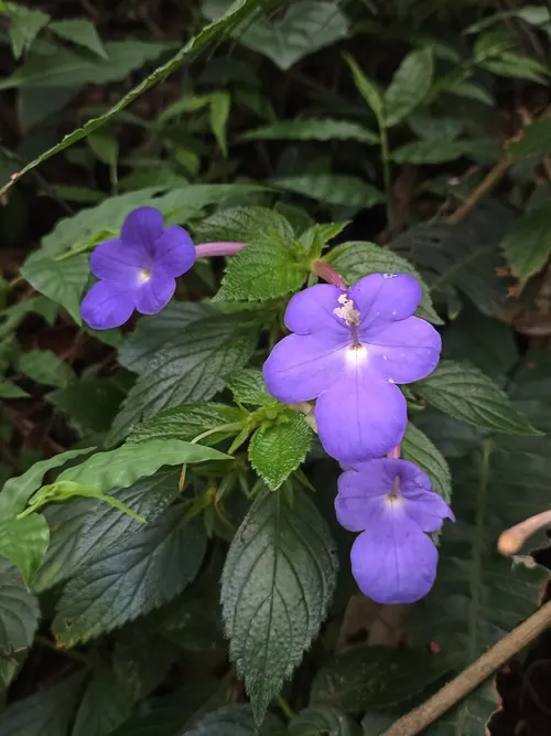 Achimène à longues fleurs (Achimenes longiflora)