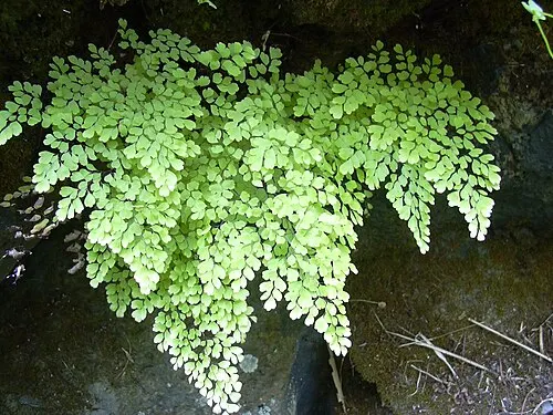 Capillaire (Fougère capillaire) (Adiantum raddianum)