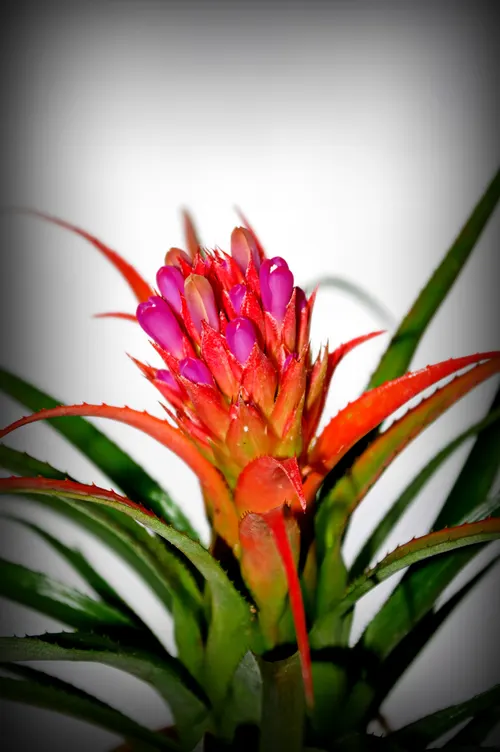 Aechméa recurvata (Aechmea recurvata)