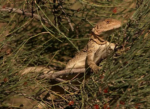 Agame du Caucase (Paralaudakia caucasia)