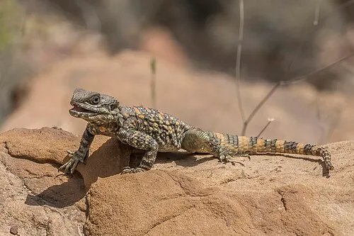 Agame étoilé (Stellagama stellio)