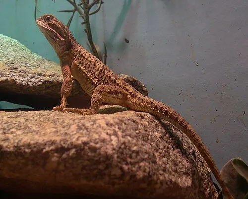 Agame nain de Lawson (Pogona henrylawsoni)