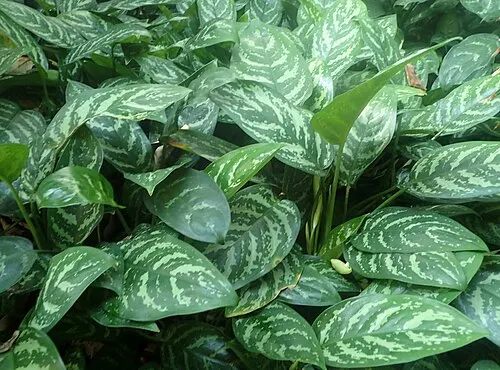 Aglaonéma (ou aglaonème) / Evergreen de Chine (Aglaonema commutatum)