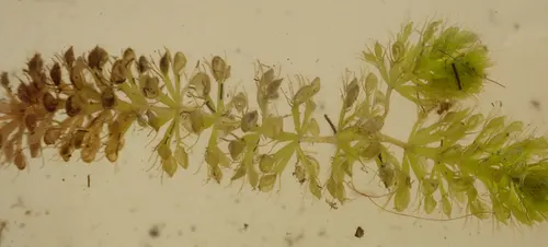 Aldrovande à vessies (Aldrovanda vesiculosa)