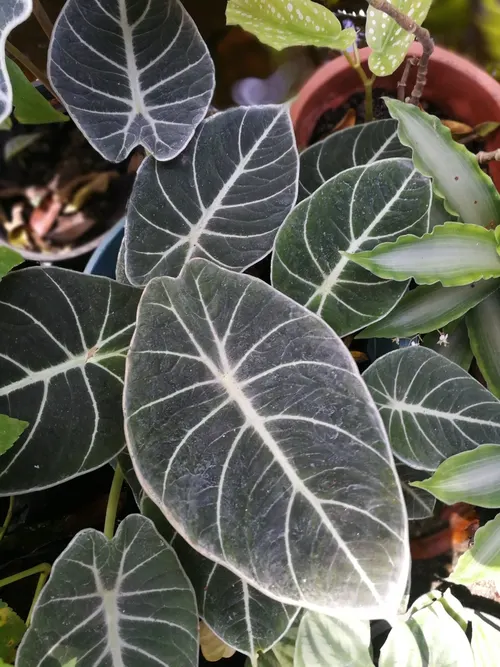 Alocasia 'Black Velvet' (Alocasia reginula)