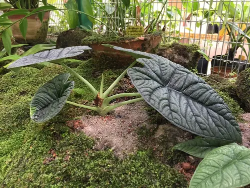 Alocasia melo (Alocasia melo)