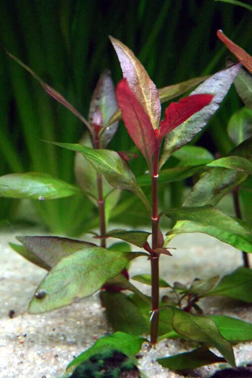 Alternanthère de Reineck (Alternanthera reineckii)