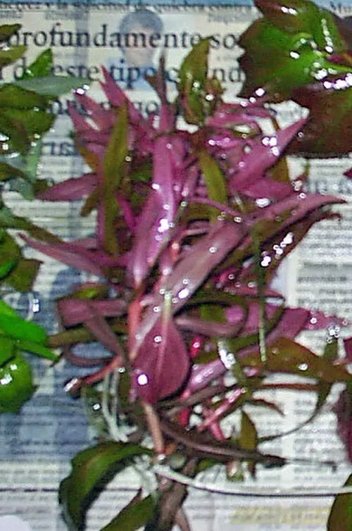 Ammannie gracieuse (Ammannia gracilis)