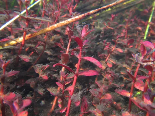Ammannia à tige épaisse (Nesaea crassicaulis) (Ammannia crassicaulis)