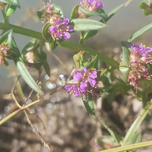 Ammannia du Sénégal (Ammannia senegalensis)