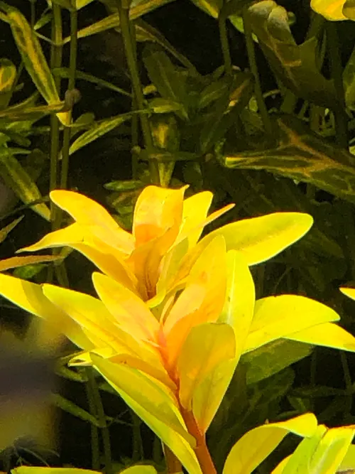 Ammannia pédicellée (Nesaea 'Golden') (Ammannia pedicellata)
