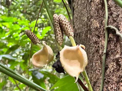 Amydrium medium (Monstera Amydrium Silver) (Amydrium medium)