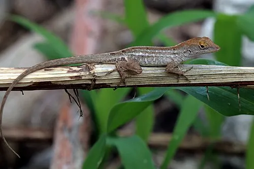 Anole brun de Cuba (Anolis sagrei)