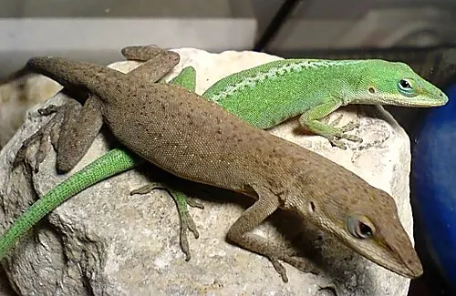 Anolis vert (Anolis carolinensis)