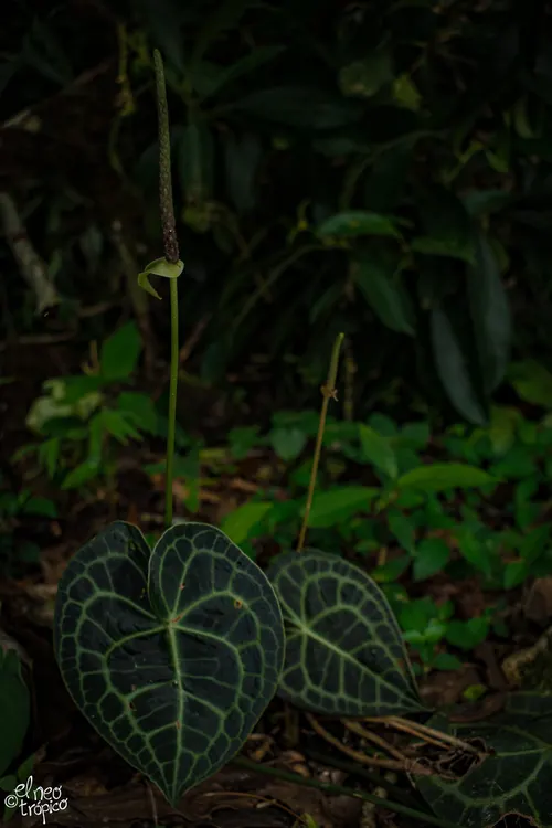 Anthurium à nervures claires (Anthurium clarinervium)