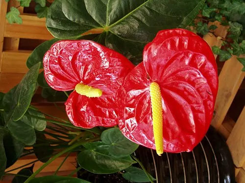 Anthurium (Fleur de flamant) (Anthurium andraeanum)