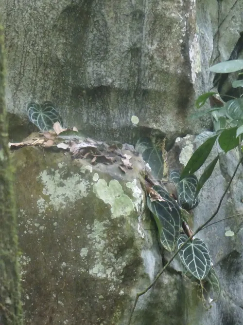 Anthurium cristallin (Anthurium crystallinum)