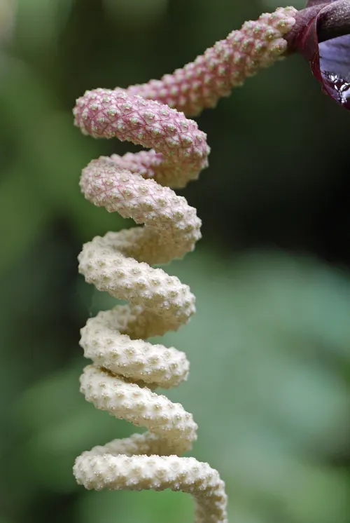 Anthurium de Wendling (Anthurium wendlingeri)