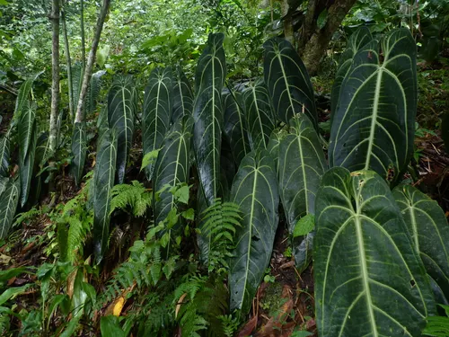Anthurium warocqueanum (Anthurium reine) (Anthurium warocqueanum)