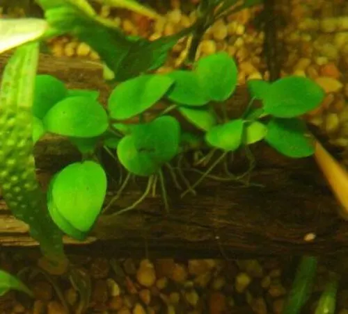 Anubias à feuilles de café (Anubias barteri var. coffeifolia)
