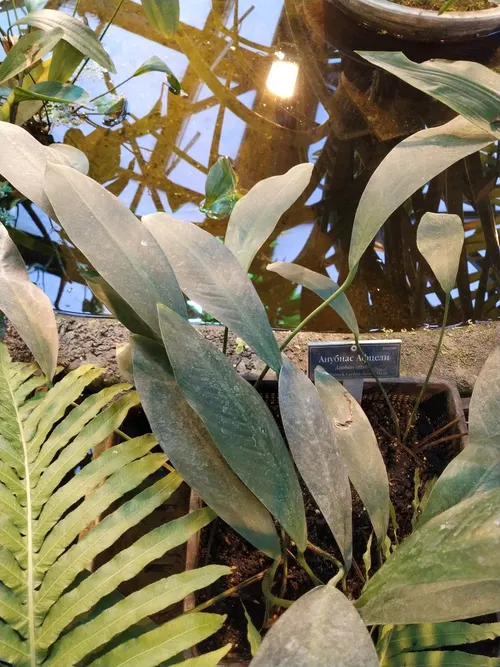 Anubias d'Afzelius (Anubias afzelii)