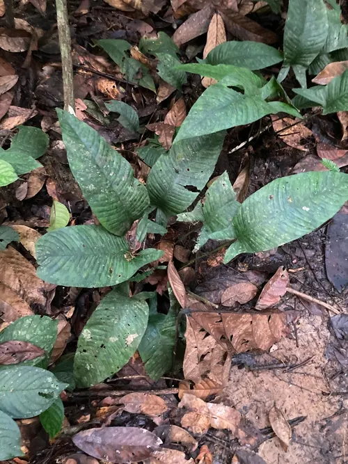 Anubias hastifolia (Anubias hastifolia)