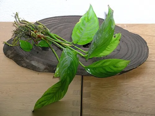 Anubie du Congo (Anubias heterophylla)