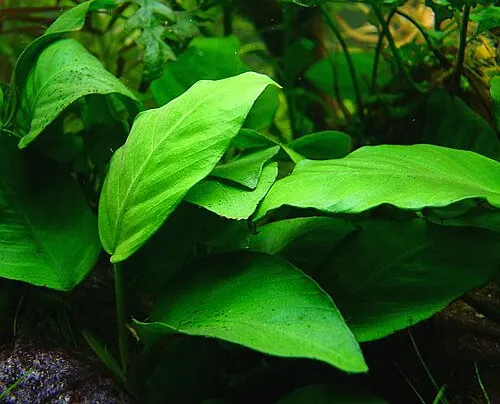 Anubias nain (Anubias barteri var. nana)