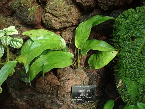 Anubie de Gillet (Anubias gilletii)