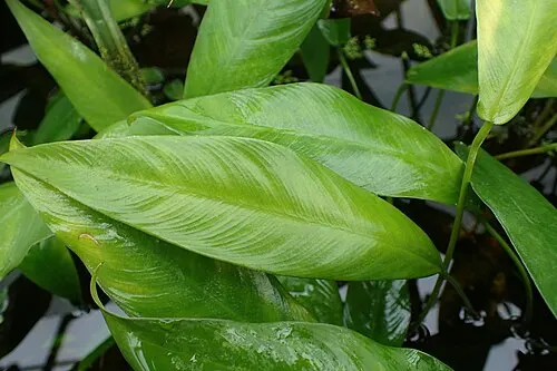 Anubie gracile (Anubias gracilis)