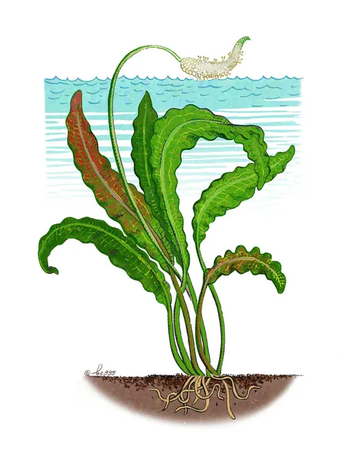 Aponogeton à feuilles raides (Aponogeton rigidifolius)