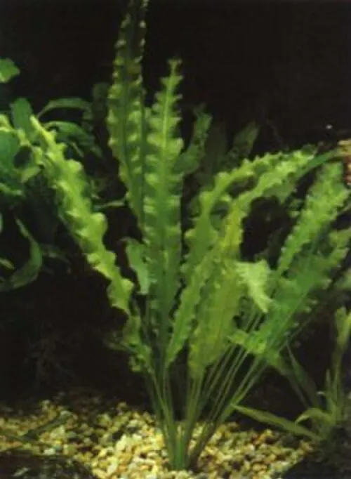 Aponogéton crispé (Aponogeton crispus)