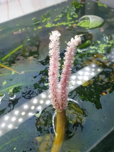 Aponogeton de Boivin (Aponogeton boivinianus)