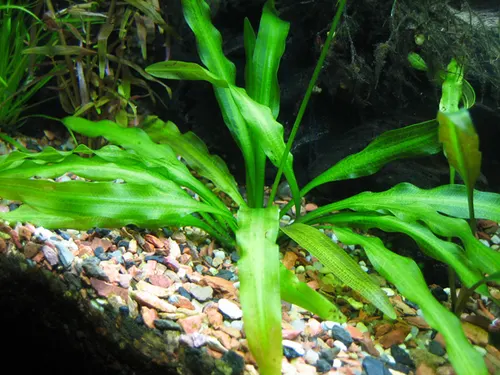 Aponogeton ondulé (Aponogeton undulatus)