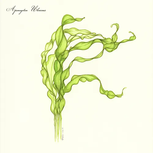 Aponogéton ondulé (Aponogeton ulvaceus)
