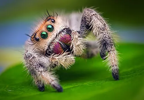 Araignée sauteuse royale (Phidippus regius)