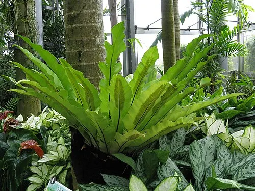 Fougère nid d'oiseau (Asplenium nidus)