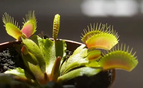 Attrape-mouche de Vénus (Dionaea muscipula)