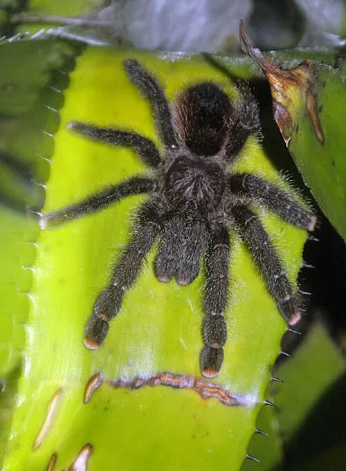 Mygale arboricole rose (Pinktoe Tarantula) (Avicularia avicularia)