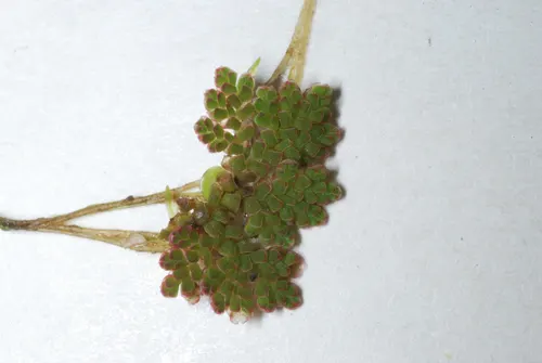 Azolla de Caroline (Azolla caroliniana)