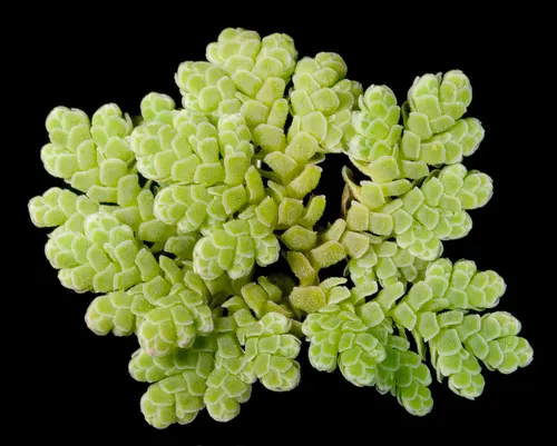 Azolla fausse-fougère (Azolla filiculoides)