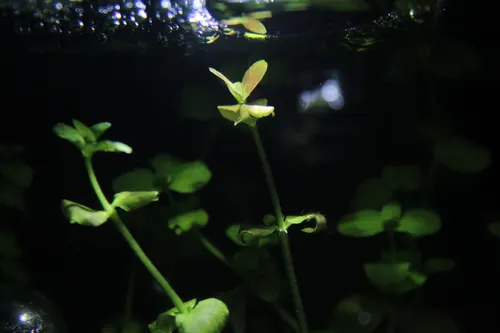 Bacopa austral (Bacopa australis)
