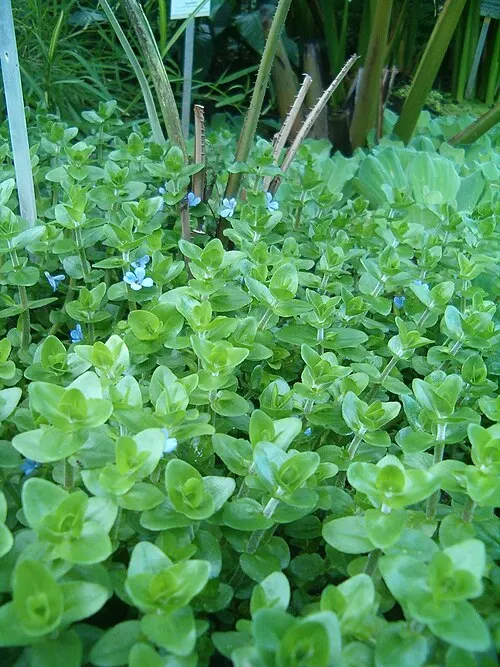 Bacopa de Caroline (Bacopa caroliniana)