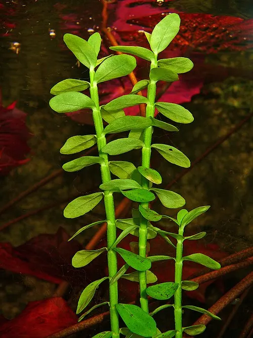 Bacopa de Madagascar (Bacopa madagascariensis)