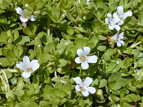 Brahmi / Bacopa nain (Bacopa monnieri)