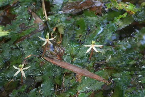 Barclaya à longues feuilles (Barclaya longifolia)